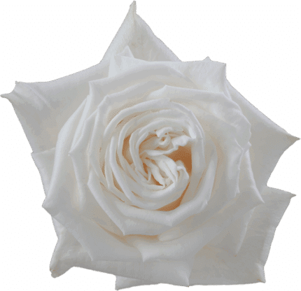 Rose PlayaBlanca 60cm rfi