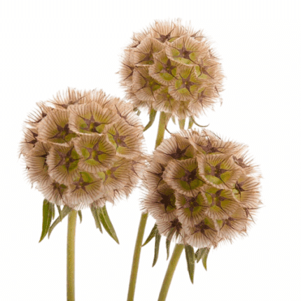 Scabiosa Pods fresca