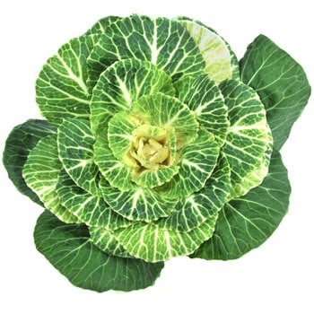 Kale Green holl(STEM)