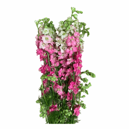 Larkspur Rose holl