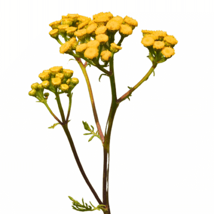 Tansy camflor