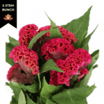Coxcomb Act Rima holl(5st) - Image 2