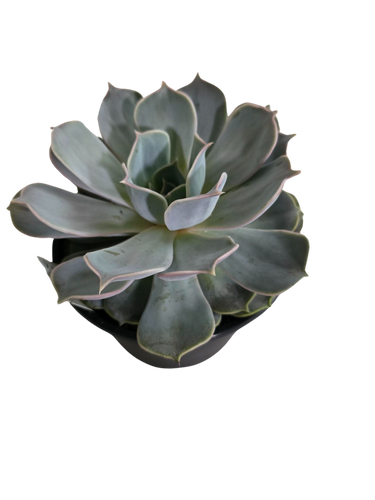 6" Succulents
