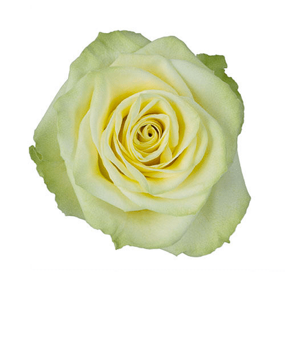 Rose Mint 40cm rprima