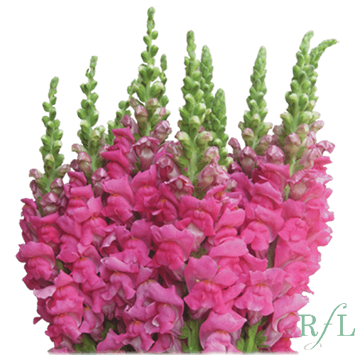 4214ffbb-be95-4271-b58a-a0e08f5609ac.png Snapdragon Lg. CherryRose can. - Image 2