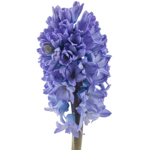 422218fb-9f54-48b8-8df1-183c95070b5b.jpg Hyacinth Gesn Atlantic holl - Image 1