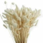 Dried Lagurus Bleached holl - Image 2