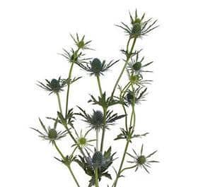 Eryngium Blue Bell fresca