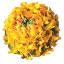 Ranunculus PonPon Merlino holl