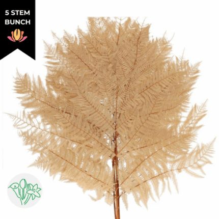 Bracken Fern Preserved Sahara