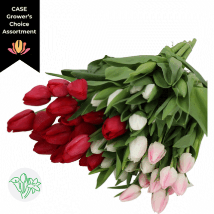 Tulip Christmas Asst. Mix (x16 pack) holl