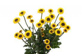 Pom Micro Daisy Viking golden