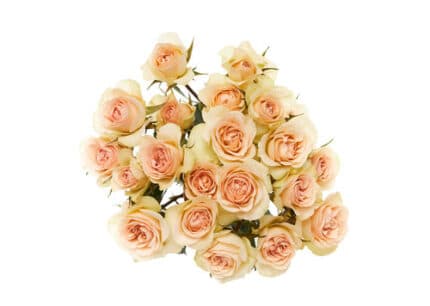 RoseSpray Petite Chablis rfi