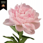 Peony Blush Pink cramer
