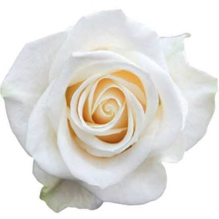 Rose Vendella 60cm naranjo
