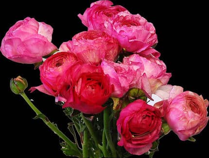 Ranunculus ht pink chile