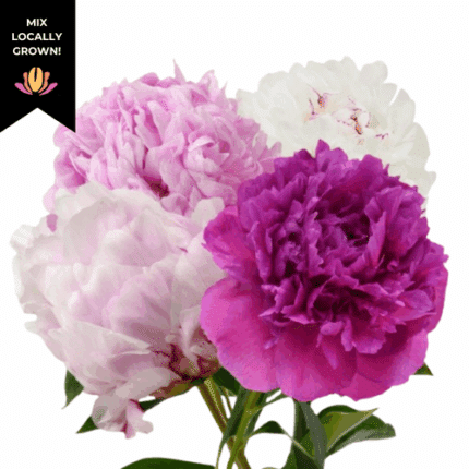 Peony's Cramer 5bu mix