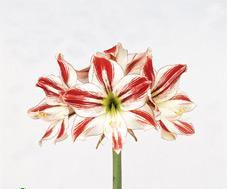 Amaryliss peppermint (h)st