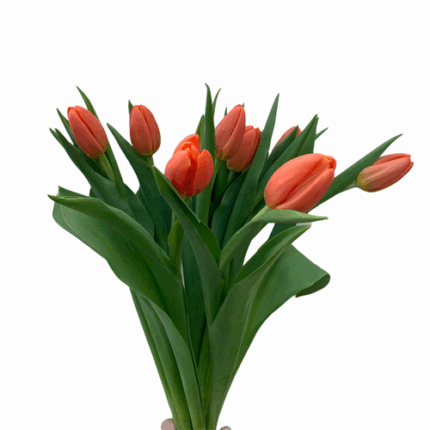 Tulips Orange holl