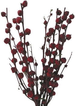 Hibiscus Pods camflor