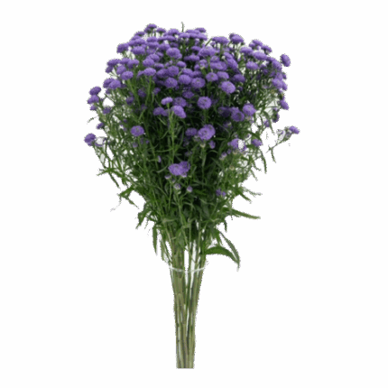 Aster Carnival Petit Lavender