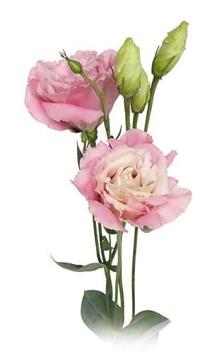 Lissy Pink s.v.