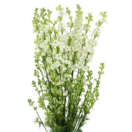 Larkspur White  sande