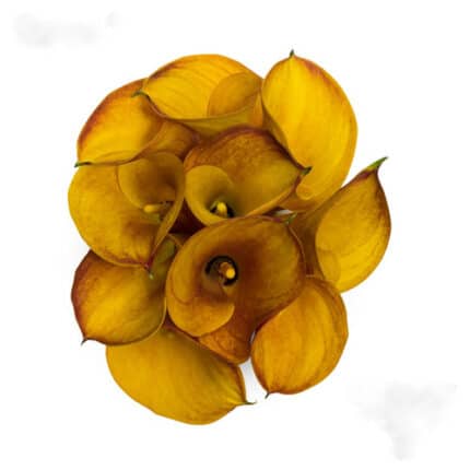 Callas papaya sande