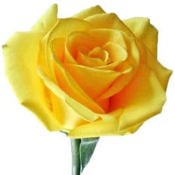 Rose Lindsey 50cm rio