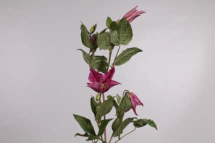 Clematis Fuchia holl