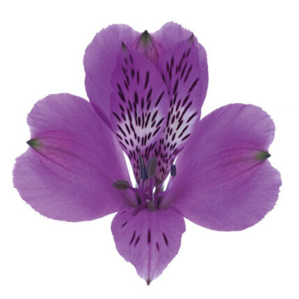 Alstro. Picanto cont prem purp -
