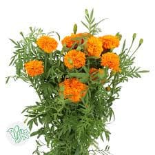 Marigold Orange holex