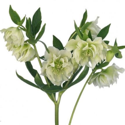 Helleborus Dbl Ellen White chile