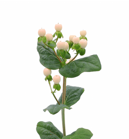 Hypericum Coco Uno bella