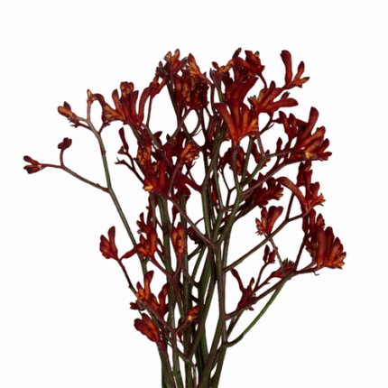 Kangaroo Paws Bush Ruby holl 80cm