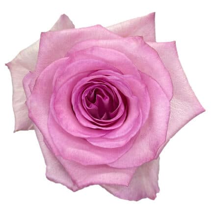 Rose Jet Set 70cm florecal