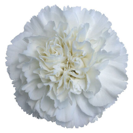 Carnation Sel White cont