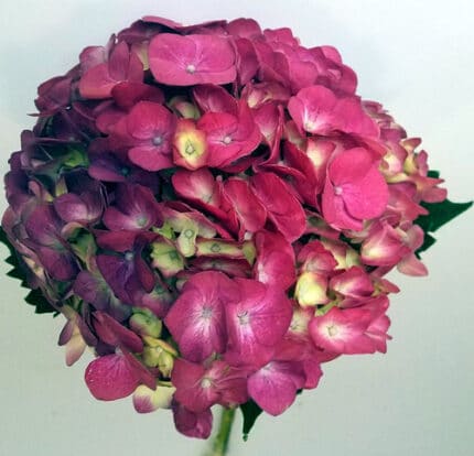 Hydrangea HotPk sunshine(STEM)