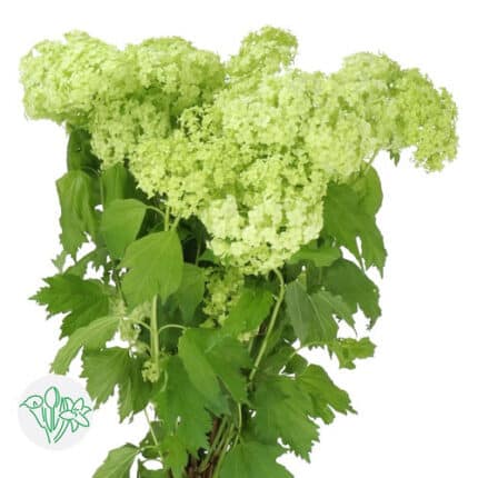 Viburnum snowball chile