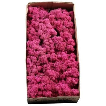 Sphagnum Pink holl