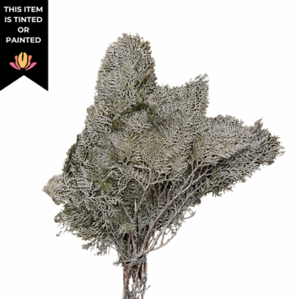 Arborvitae Frosted Silver Shimmer