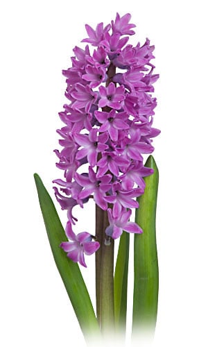 Hyacinth Alladin s.v.