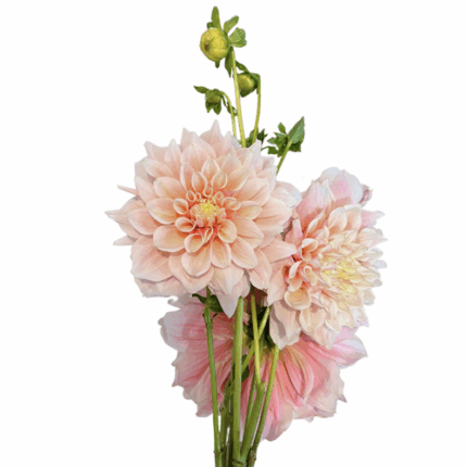 Dahlia Cafe hilltop