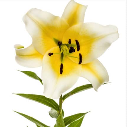 Lily Orientales Concador flors