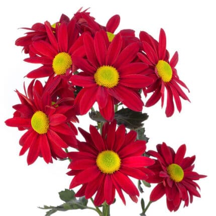 Pom Daisy Red Atl poms rio