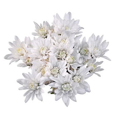 Pom Cushion Daisy Whte golden
