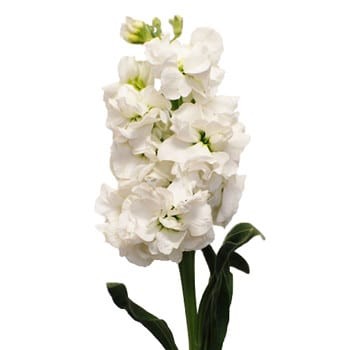 Stock White s.f.