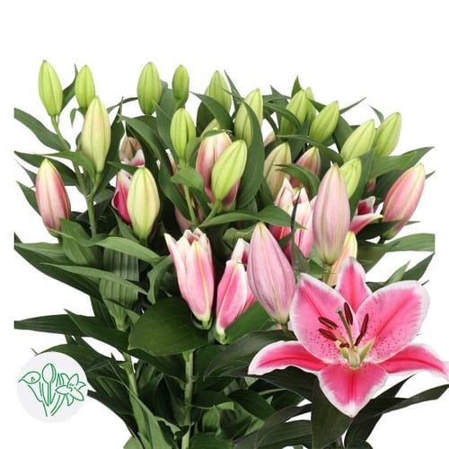 4379e793-9e81-4a62-a90d-76d5301fe8b4.jpg Lily Sorbonne holl 3bl - Image 1