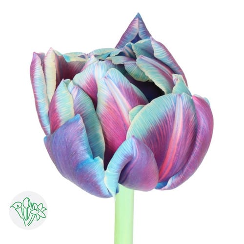 43815e6b-ecdd-4d97-b795-9abb7c77e966.jpg Tulip Dbl Bubblegum holl - Image 1