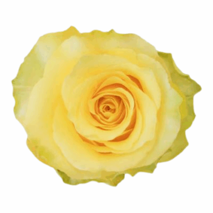 Rose Cubana 50cm holex